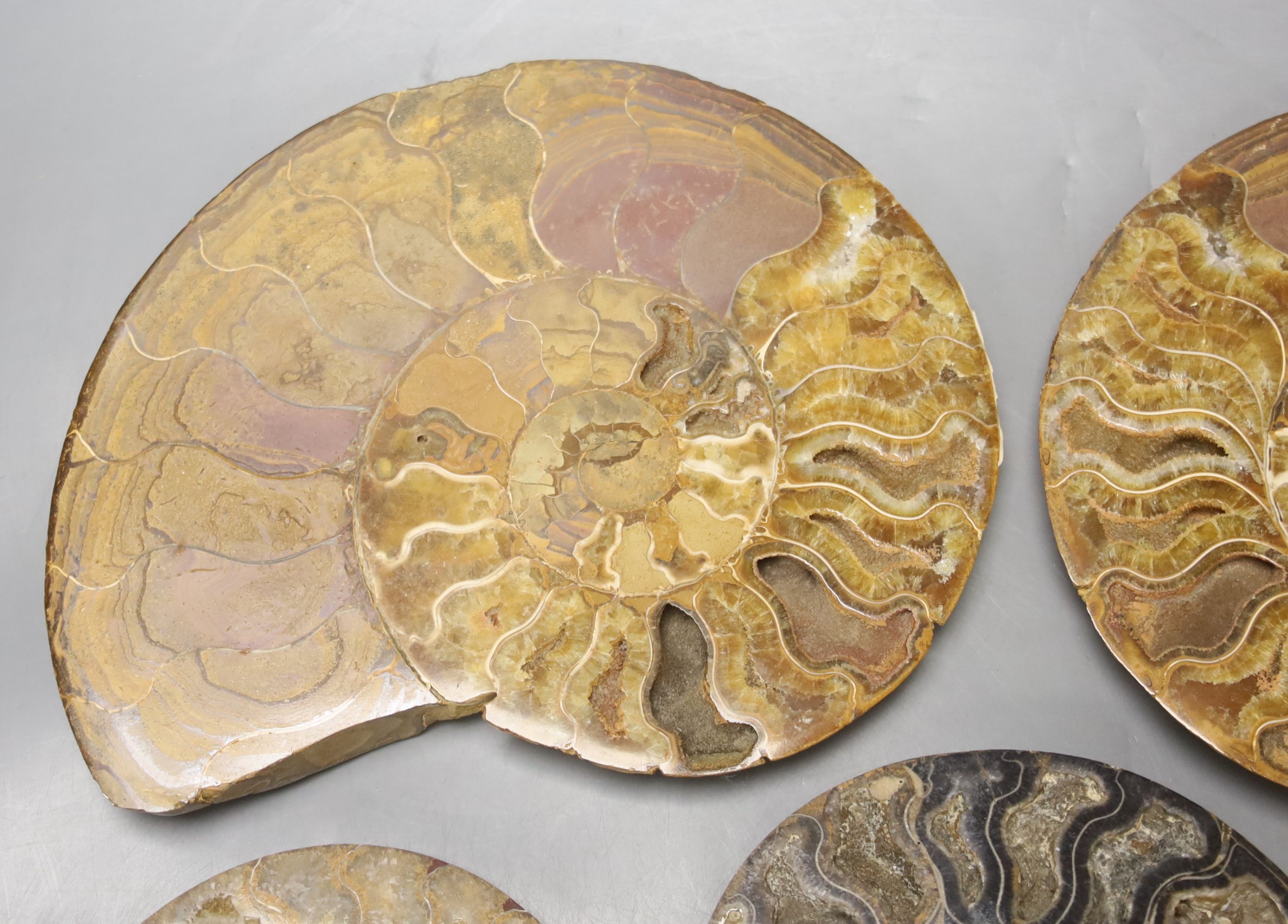 Five fossilised sectional ammonites